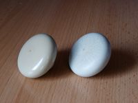 Knopf – Bild 4